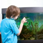 Tropical Fish in Manhattan, NY