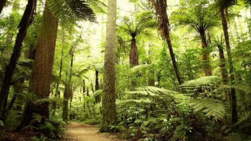Reasons to hire a professional for tree trimming in Marietta GA