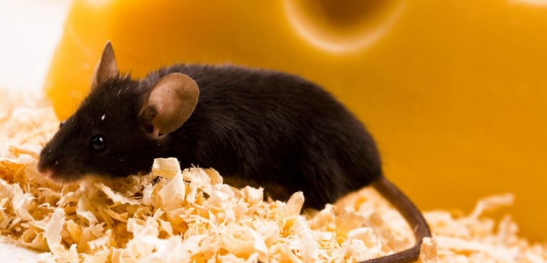How to Keep Rodents and Pests From Invading Your Home in Keizer, OR