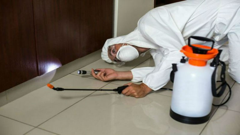 Common Myths About Termite Control In Cabot AR