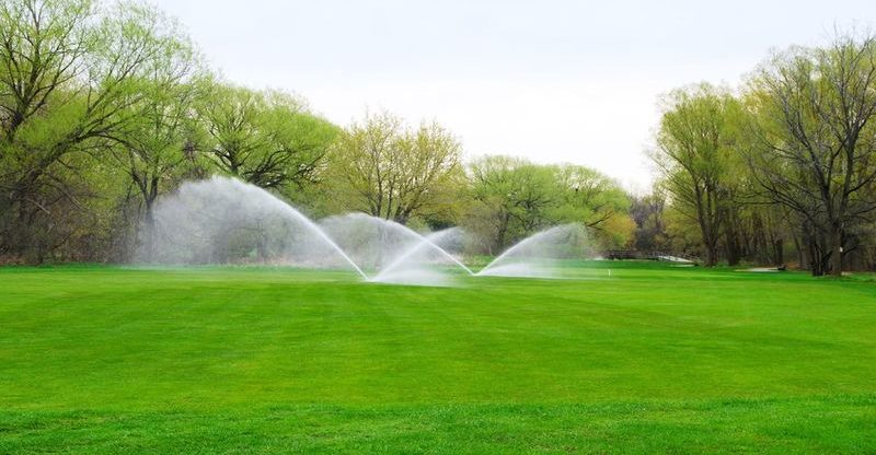 Fountain Grass in Florida: A Low-Maintenance Option for New Residents