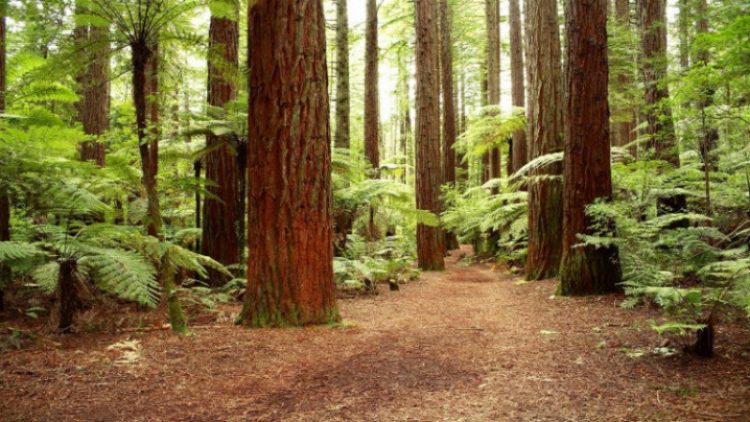 Contact a Professional Tree Cutting Service in Marietta GA Today