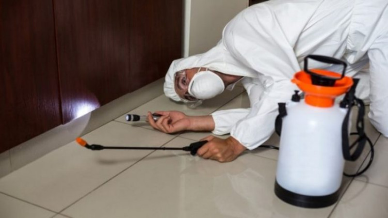 Mosquito Control Best Practices for Your Home