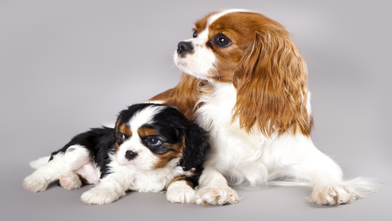 The Best in Dog Grooming in Loveland