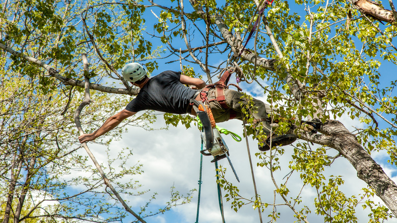 How a tree company in Smyrna GA can keep your trees healthy