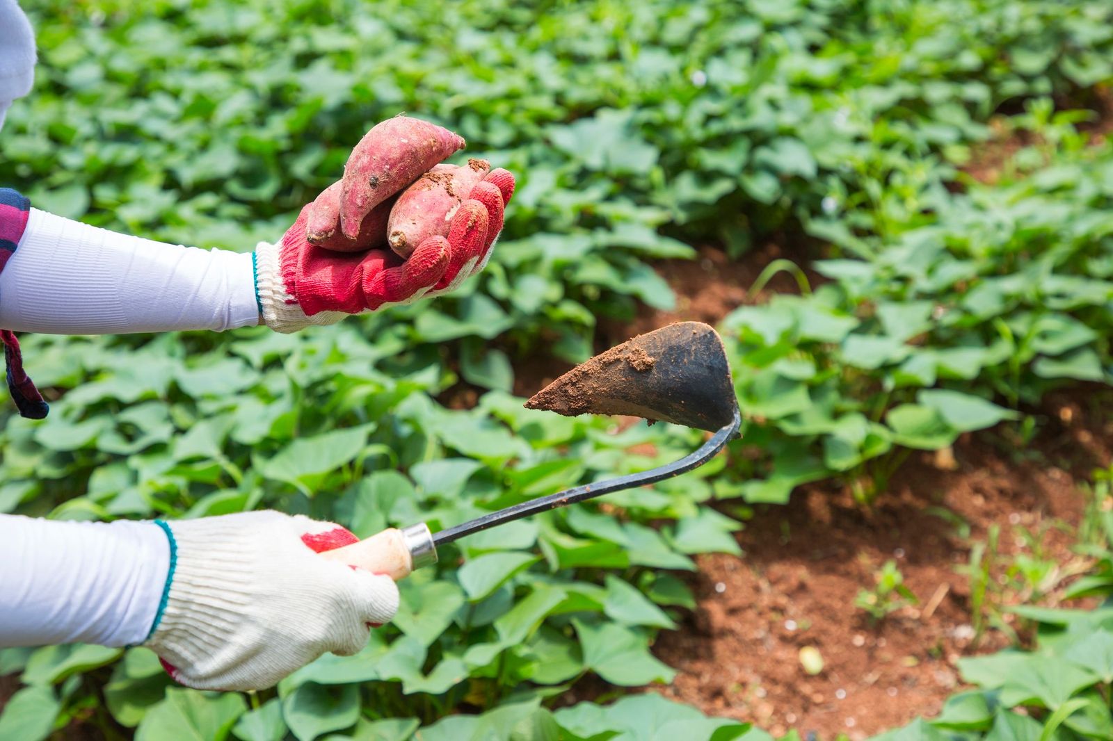 2 Reasons to Upgrade and Utilize the Latest in Agriculture Technology