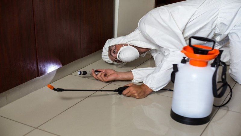 Finding Reliable Residential Pest Control in Toronto, ON