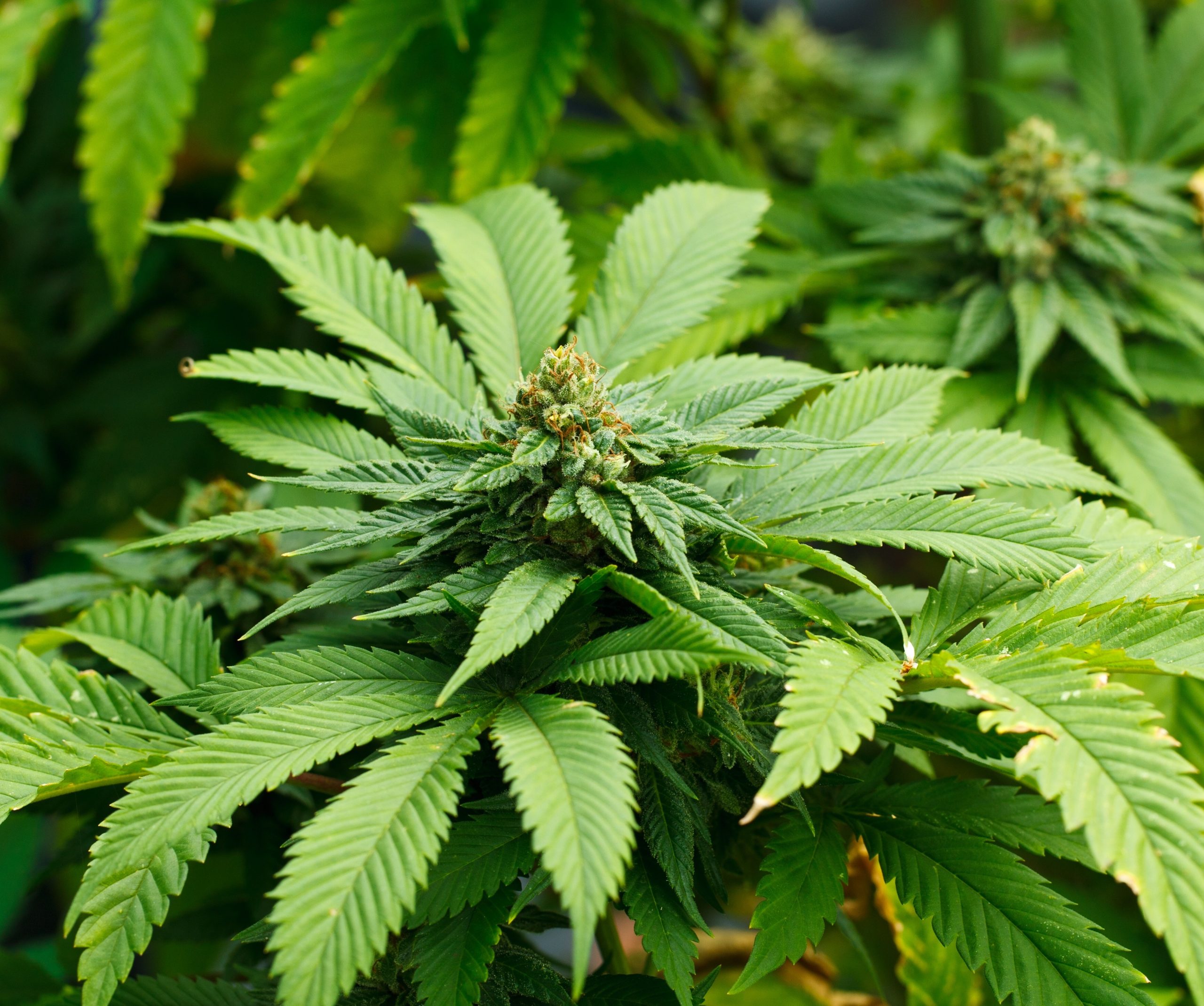Delta-8 Pre-Rolls: The Best Way to Enjoy Your Cannabis
