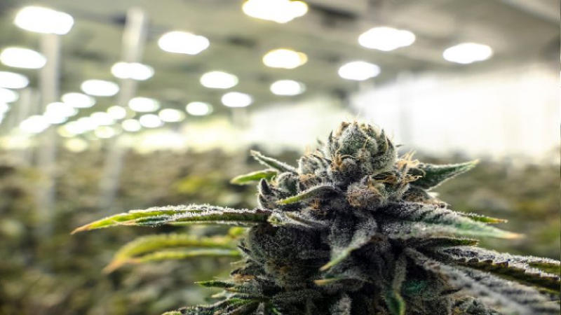 The Benefits of Marijuana Facility Engineering
