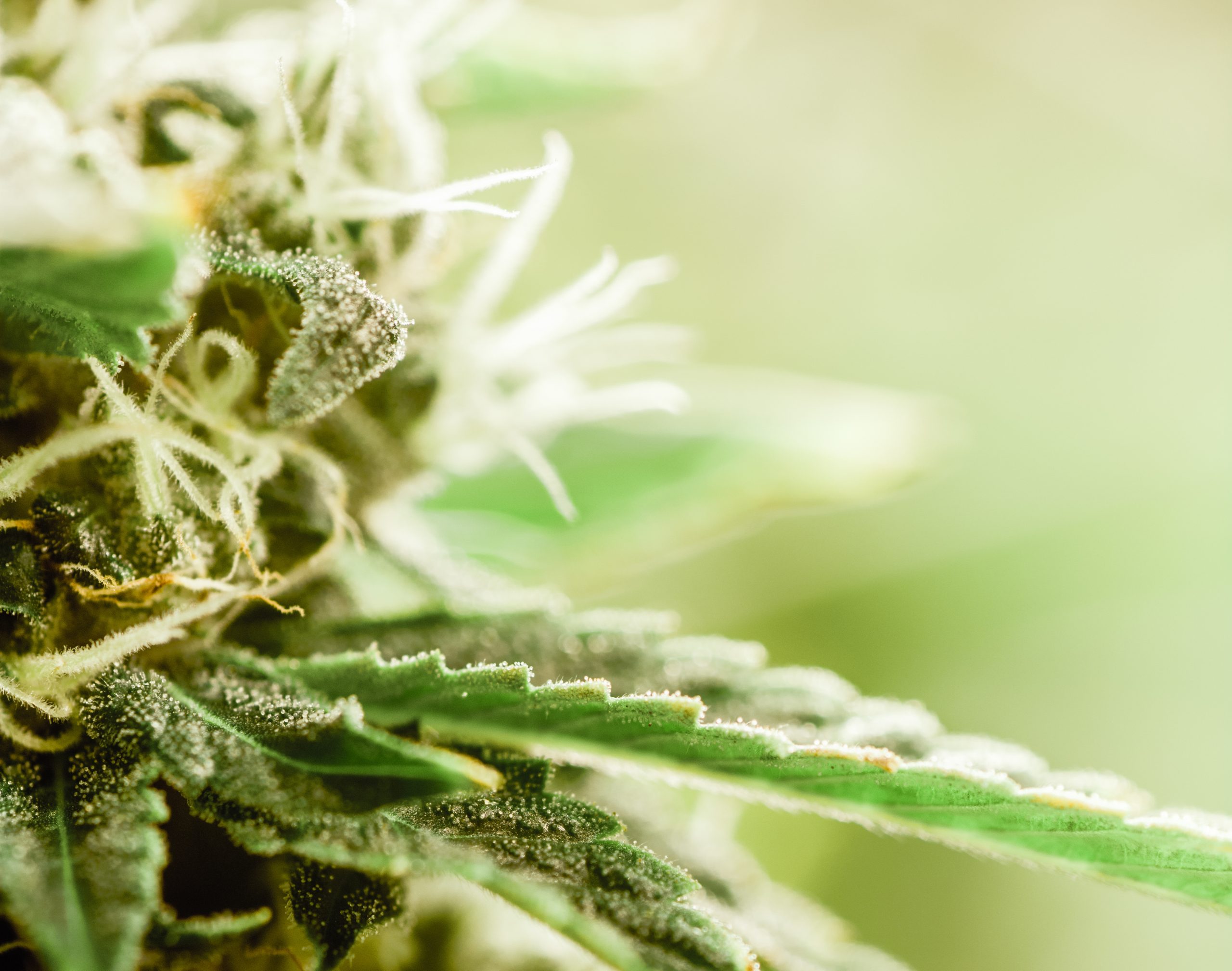 Are CBD Skincare Products Worth It?
