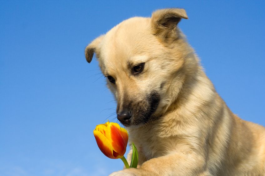 Top Three Reasons Why People Order and Give Custom Dog Treat Boxes