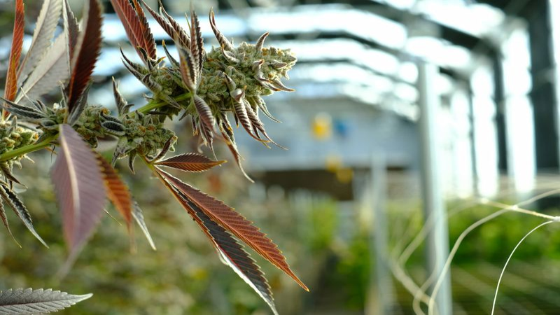 Choosing a Weed Vape to Suit Your Needs