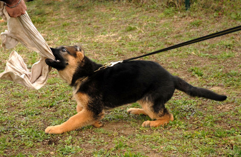 Important Reasons to Hire One of the Palatine Dog Bite Lawyers Today