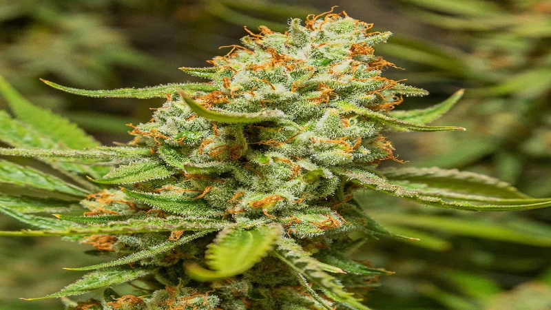 What to Expect at the Best Dispensary in MA