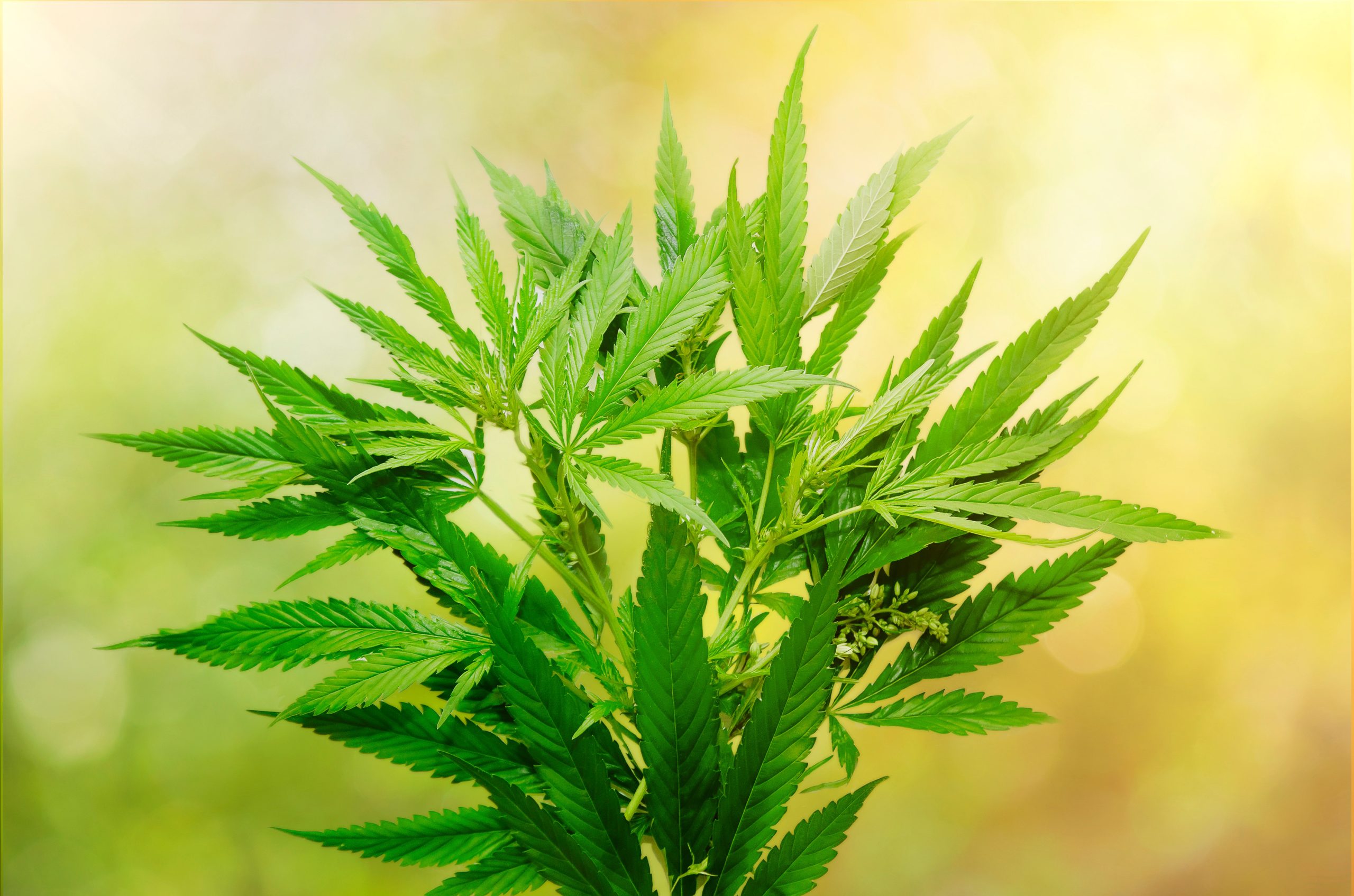 Exploring the Best Marijuana Products and Services in Long Beach