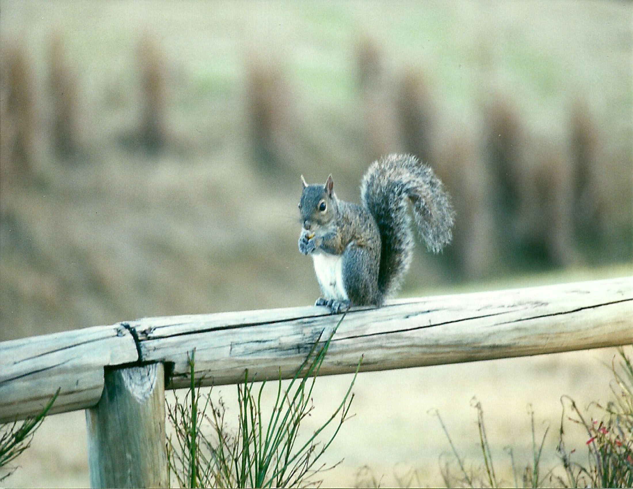 You Need a Local Business That Can Help with Squirrel Removal in Washington, MO
