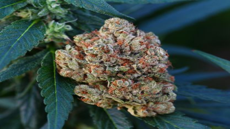 Investigating the Cannabis Industry: Baby Jeeters Demand