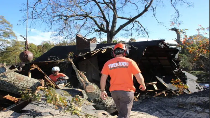 Enhancing Urban Landscapes: The Role of a Tree Company in Atlanta, GA