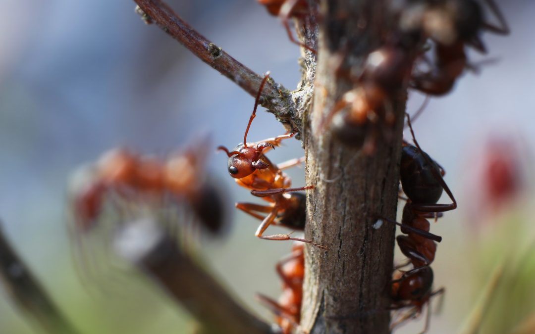Understanding Fire Ant Bait Solutions for Effective Fire Ant Control