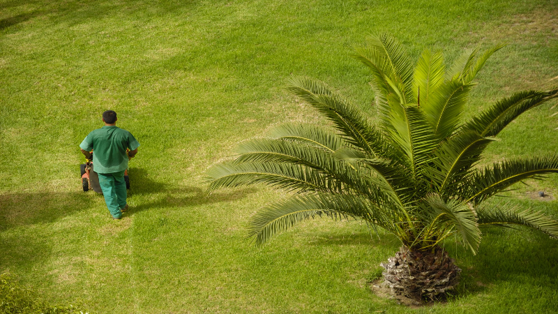 Grub Control for Lawn Shelbyville, KY Simple Steps for a Healthier, Greener Lawn