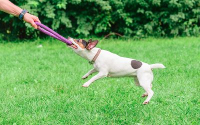 Transform Your Pup’s Behavior with Dog Trainers Boca Raton FL for Lasting Results