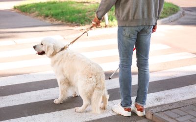 Unleash a WellBehaved Pup with Dog Trainers Ocala FL Trusted by Local Pet Owners