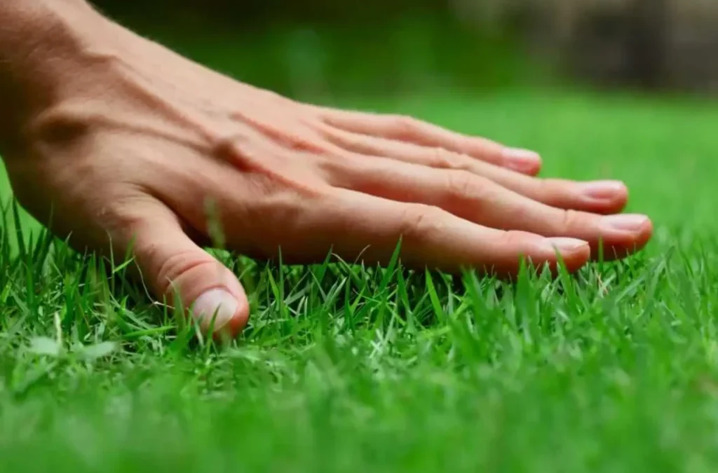 How Tree and Shrub Service Charlestown, IN Enhances Curb Appeal and Lawn Health for Homeowners