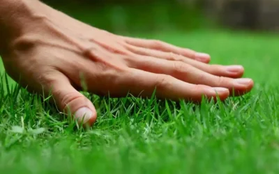 How Tree and Shrub Service Charlestown, IN Enhances Curb Appeal and Lawn Health for Homeowners