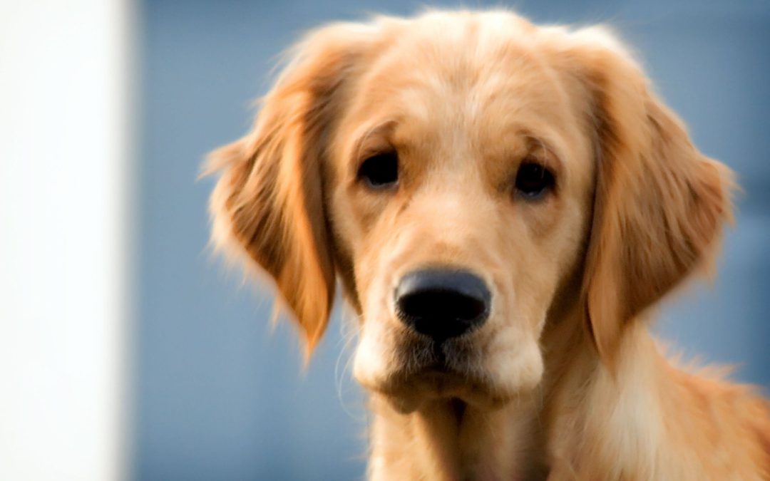 Stress Free Solutions Provided by In House Dog Training Houston TX Professionals