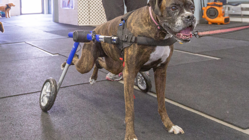 What to Expect During Recovery After Dog ACL Surgery and How to Support Your Pet