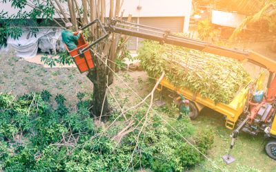 Homeowners Benefit from Safe and Efficient Tree Cutting in Jacksonville, FL Services