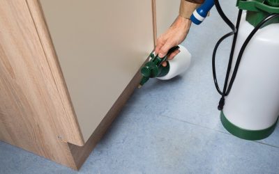 Protect Your Pet and Home with Flea Treatment Solutions That Actually Work