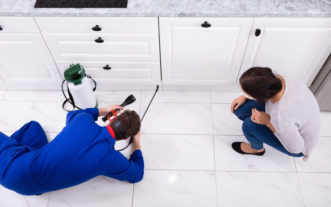 Why Garage Spaces Often Become the Starting Point for Pest Activity