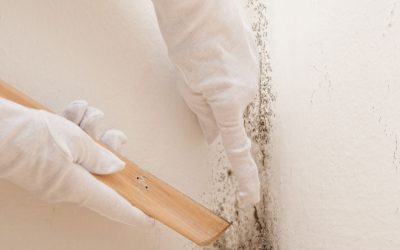 Prevent Costly Damage through Effective Mold Remediation in Joliet, IL